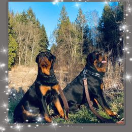 Rottweiler All Grown Up from Luckyrottweiler Kennels