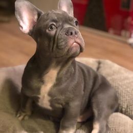 French Bulldog Puppies from Doe Ball Bullies. INC