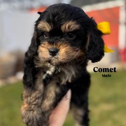 Comet - Black and tan male Cavapoo puppy in Herriman, Utah from Gypsi Doodles & Poodles LLC.