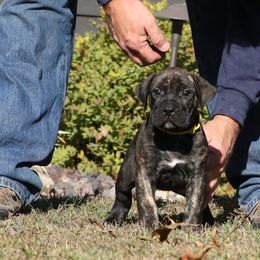 Yellow Collar - Tiger female Perro de Presa Canario puppy in Pocahontas, Illinois from Cabeza Grande Kennel