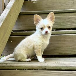 Chihuahua Puppies from Sophia Jade's Chi Brigade