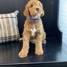 Bernedoodle, Boxer, Goldendoodle, Havapoo, and Poodle Puppies from Lady Paws Puppies