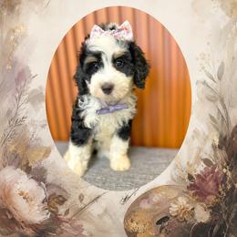 Georgia - Tri-color female Bernedoodle puppy in Norcross, Georgia from Teddy Puppies