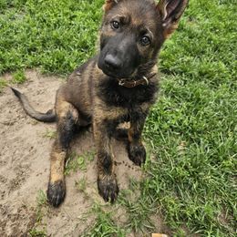 German Shepherd Puppies from Von Thomson Haus