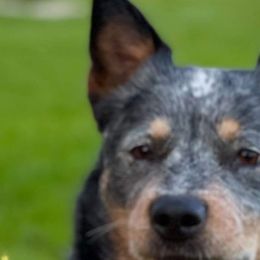 Australian Cattle Dogs from Joann Sesser