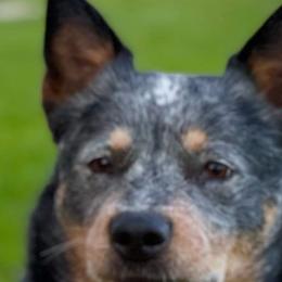 Australian Cattle Dogs from Joann Sesser