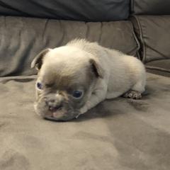 French Bulldog Puppies from Tamra Newswanger