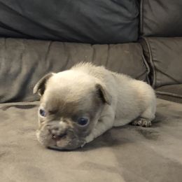 French Bulldog Puppies from Tamra Newswanger