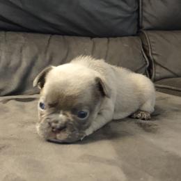 French Bulldog Puppies from Tamra Newswanger