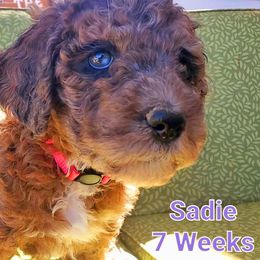 Aussiedoodle Puppies from Color Country Doodles