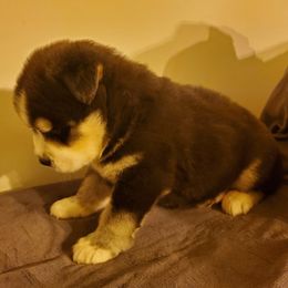 Siberian Husky Puppies from Xk siberians