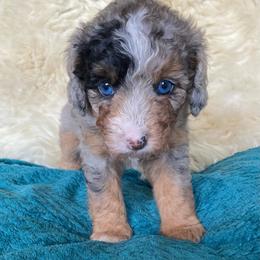 Tostito - female Australian Mountain Doodle puppy in Port Orchard, Washington from Yukon Harbor Doodles