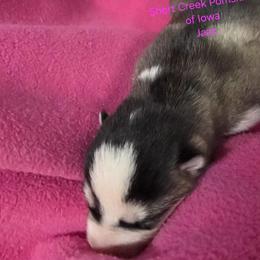 Jazz - Black and white female Pomsky puppy in Zearing, Iowa from Short Creek Pomskies of Iowa