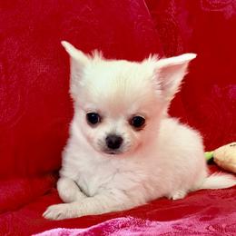 Larry - Cream male Chihuahua puppy in Allentown, Pennsylvania from Tsunami Cockers & Chihuahuas
