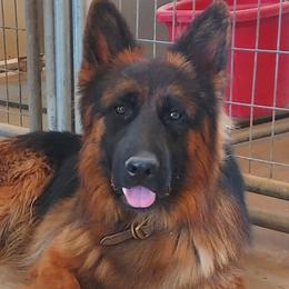 German Shepherds from sharon Minerd