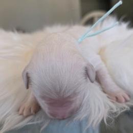 3 females and 1 male available from litter of 9 - Light golden female Golden Retriever puppy in Galt, California from Golden Hearts Ranch English Cream Retrievers