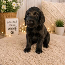 Marlon - Black male Labradoodle puppy in Washington, Pennsylvania from Patriotic Poodles