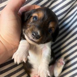MM MALE 1 - Piebald male Dachshund puppy in Elkhart, Indiana from Hart City Dachshunds