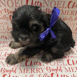 Tyler - Black and silver male Miniature Schnauzer puppy in Robstown, Texas from Alves Miniature Schnauzers