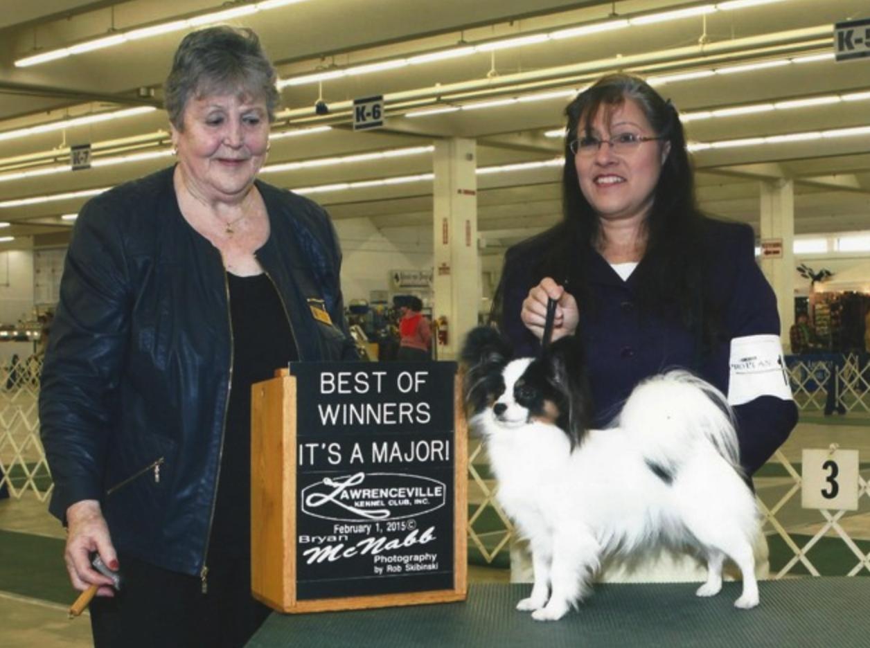 25 cute Papillon puppies for sale in Tampa, Florida | Good Dog