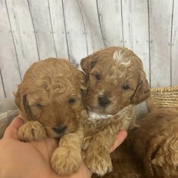 Cavapoo Puppies from Lucy Lou’s Cavapoos