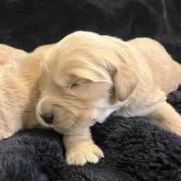 River - Golden male Golden Retriever puppy in Blackfoot, Idaho from Ivy’s Goldens