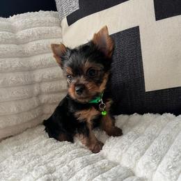 Green boy - Black and tan male Yorkshire Terrier puppy in Las Vegas, Nevada from Lala’s Pups