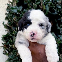 Princess 4000 - Merle female Sheepadoodle puppy in Los Angeles, California from Exquisite Doodles