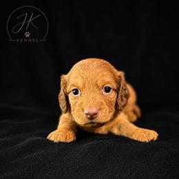 Chief - Red male Dachshund puppy in Hope, Arkansas from JK Kennel