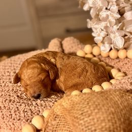 Goldendoodle Puppies from Copper Doodle Tails