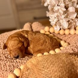 Goldendoodle Puppies from Copper Doodle Tails