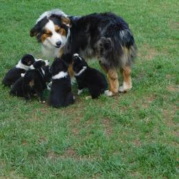 Australian Shepherd Puppies from Beachin' Aussies