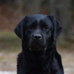 Spade - Labrador Retriever