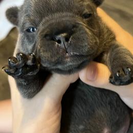 French Bulldog Puppies from K&J Frenchies