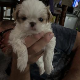 Japanese Chin Puppies from CindyLynnsChins