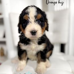 Orange boy - Tri-color male Bernedoodle puppy in Valdese, North Carolina from Doodling All Day Goldendoodles