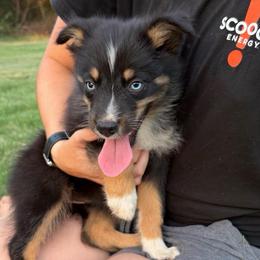 Petunia - Black tri-color female Australian Shepherd puppy in Piedmont, Oklahoma from HeartDriven Aussies