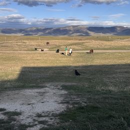 Newfoundland Puppies from Lonepine Newfoundlands