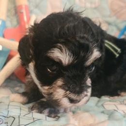 Lil Bubba - Phantom male Poodle puppy in Wittmann, Arizona from Marlees Puppies 1