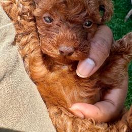 Poodle puppies from Poodle Me Crazy