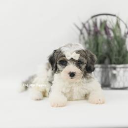 Indy (White Collar Girl) - Merle female Cavapoo puppy in Republic, Missouri from Red Skye Puppies