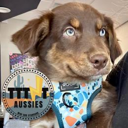 Garen - Red tri-color male Australian Shepherd puppy in Tucson, Arizona from TTTNT Aussies