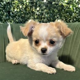 Terry - Cream and white male Chihuahua puppy in Northboro, Iowa from So Sweet Chihuahuas