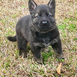 German Shepherd Puppies from Roanwood German Shepherds