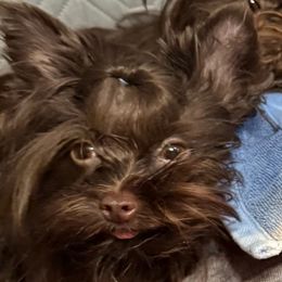 Noah - Yorkshire Terrier