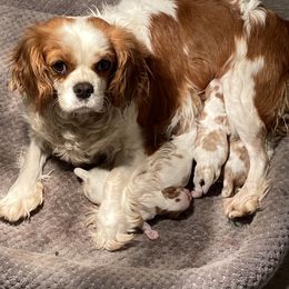 Cavalier King Charles Spaniel Puppies from Country View Cavaliers