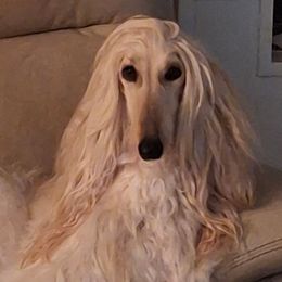 Sparkle - Afghan Hound
