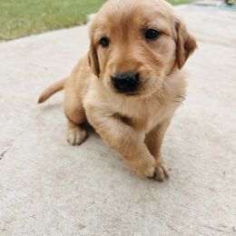 Eve - Dark golden female Golden Retriever puppy in Celina, Texas from Red-Dawn