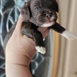 Blue Male - Brown and white male Cockapoo puppy in Mocksville, North Carolina from Hunting Creek Farms
