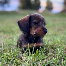 Dachshund Puppies from Royal Bloodline Canines